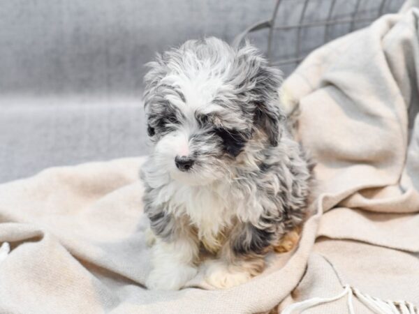 Mini Aussiedoodle-Dog-Male-Blue Merle-36379-Petland Novi, Michigan