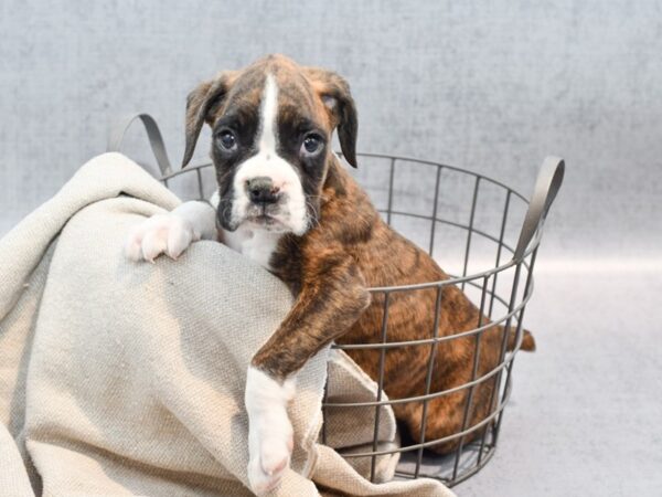 Boxer Dog Male Brindle & White 36381 Petland Novi, Michigan