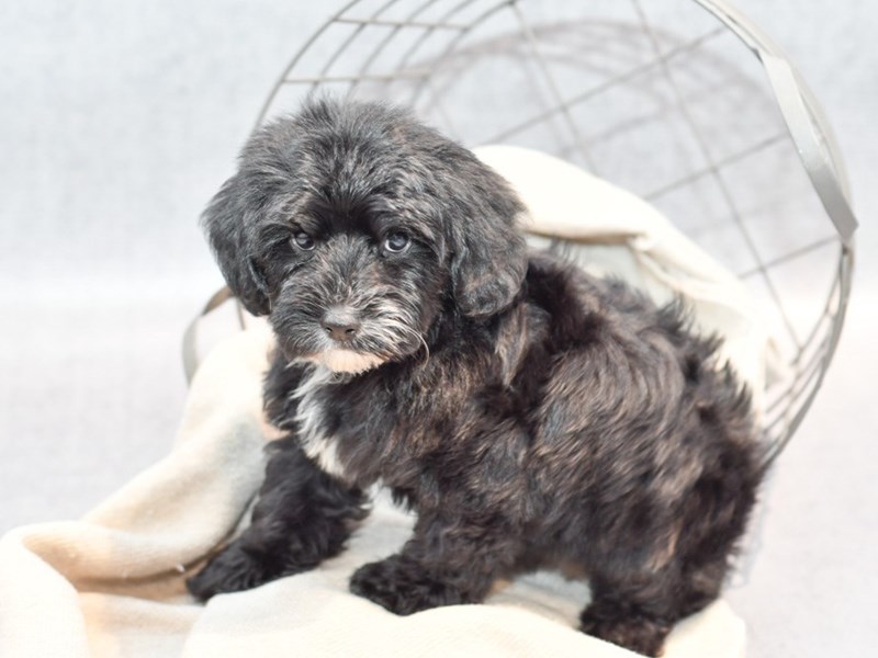 Yorkiepoo - 36384 Image #1