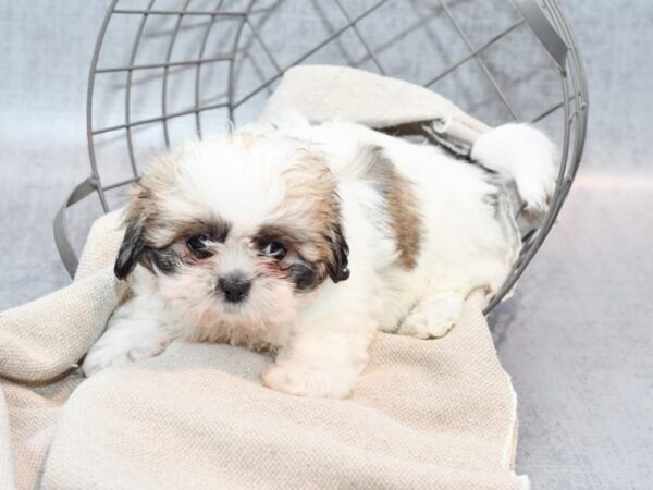 [#36386] Brown & White Female Teddy Bear Puppies For Sale