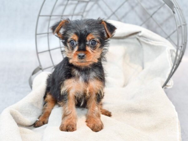 Yorkshire Terrier Dog Female Black & Tan 36399 Petland Novi, Michigan