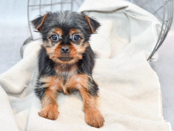 Yorkshire Terrier Dog Female Black & Tan 36400 Petland Novi, Michigan