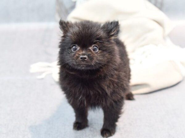 Pomeranian Dog Female Black 36356 Petland Novi, Michigan