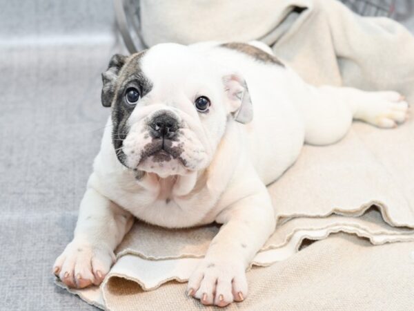 English Bulldog Dog Female Brindle / White 36401 Petland Novi, Michigan