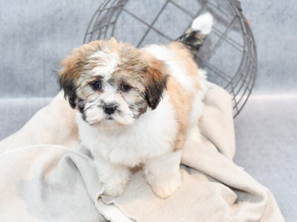 Shih Malt Dog Female Gold / White 36402 Petland Novi, Michigan