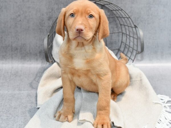 Labrador Retriever-Dog-Male-Yellow-36403-Petland Novi, Michigan