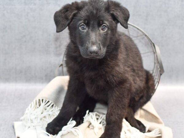 German Shepherd Dog Dog Male Black 36404 Petland Novi, Michigan