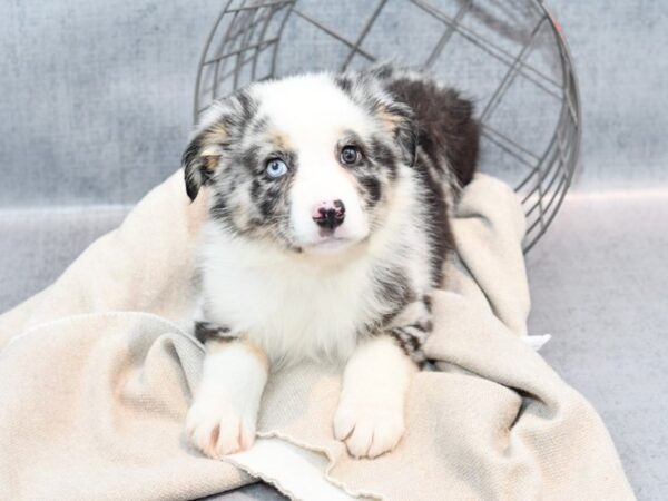 Miniature Australian Shepherd Dog Female Blue Merle 36405 Petland Novi, Michigan