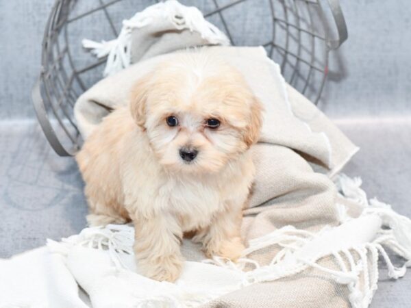 Cotonpoo-Dog-Female-Cream-36408-Petland Novi, Michigan