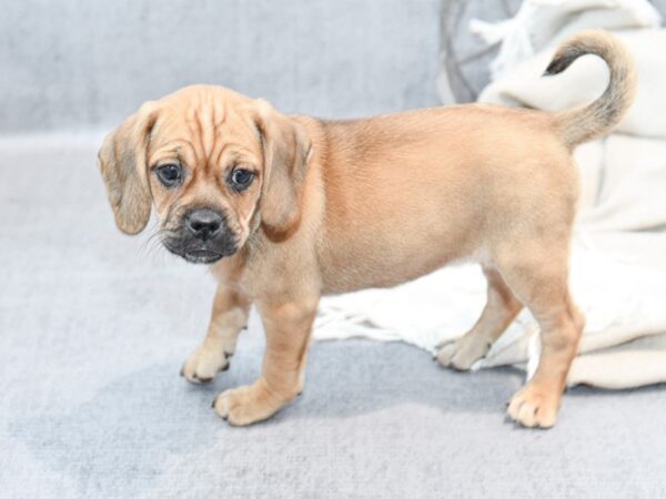 Puggle Dog Female Fawn 36406 Petland Novi, Michigan