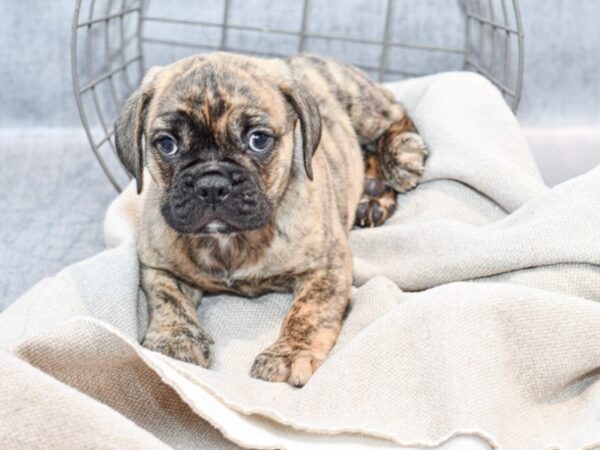 Bull/Puggle Dog Male Brindle 36413 Petland Novi, Michigan