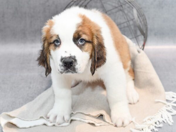 Saint Bernard Dog Female Sable & White 36414 Petland Novi, Michigan