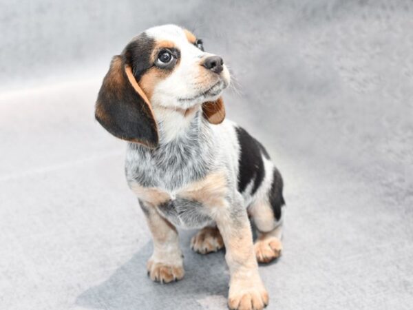 Beagle Dog Female Tri 36415 Petland Novi, Michigan