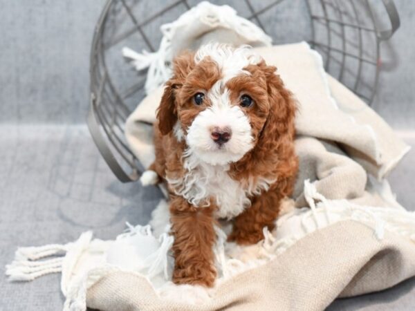 Cavapoo Dog Male Red & White 36416 Petland Novi, Michigan