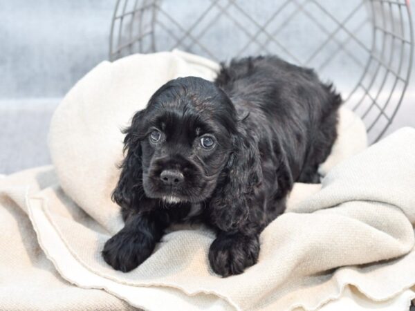 Cocker Spaniel Dog Male Black 36417 Petland Novi, Michigan