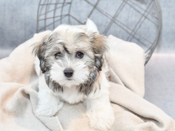 Coton De Tulear-Dog-Male-Brown & White-36420-Petland Novi, Michigan