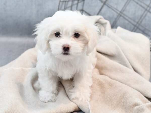 Coton De Tulear Dog Female White 36421 Petland Novi, Michigan