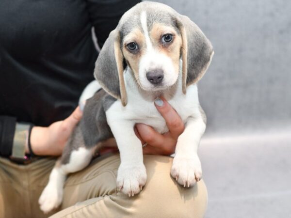 Beagle Dog Male Gray & White 36423 Petland Novi, Michigan