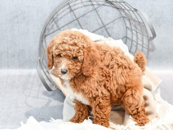 Poodle Dog Female Apricot 36418 Petland Novi, Michigan