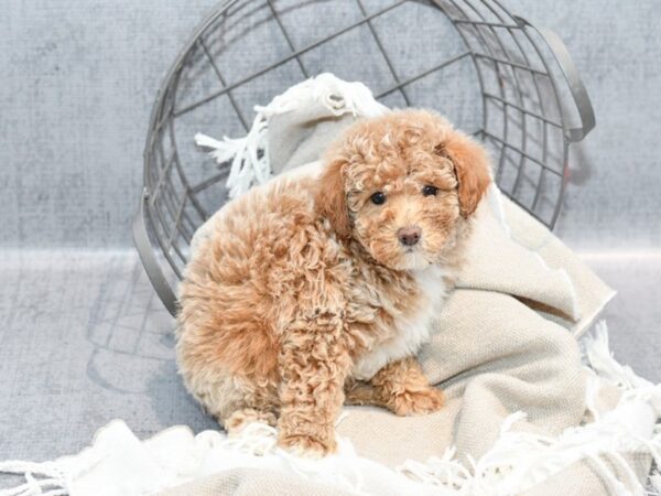 Poodle Dog Female Apricot & White 36419 Petland Novi, Michigan