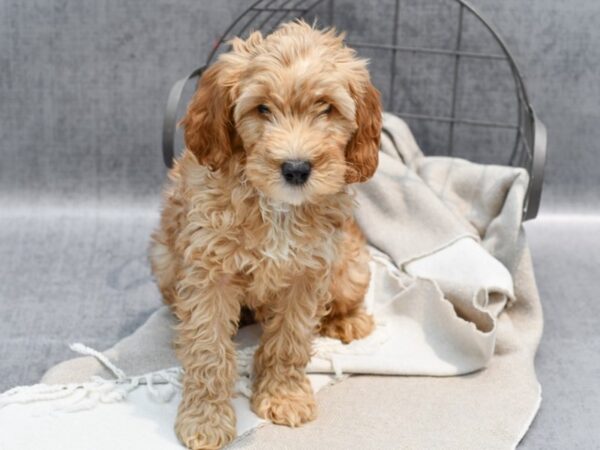 Mini Goldendoodle Dog Male Golden 36431 Petland Novi, Michigan