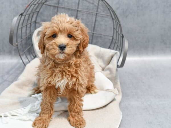 Mini Goldendoodle Dog Female Apricot 36432 Petland Novi, Michigan