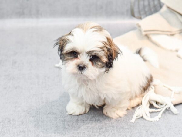 Shih Malt Dog Male Brown / White 36424 Petland Novi, Michigan