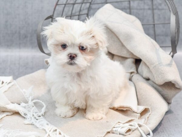 Maltipeke-Dog-Female-Cream-36425-Petland Novi, Michigan