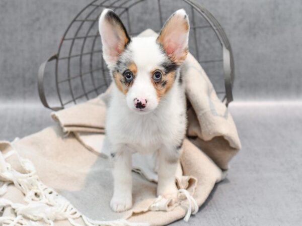 Aussie/Corgi-Dog-Male-Merle-36426-Petland Novi, Michigan