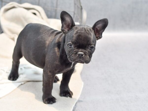 French Bulldog Dog Female Black 36427 Petland Novi, Michigan