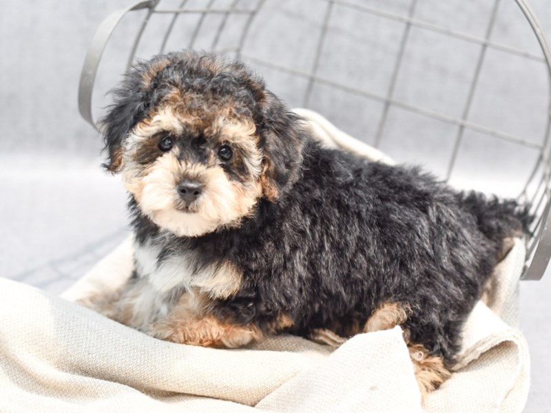 Yorkiepoo - 36428 Image #1