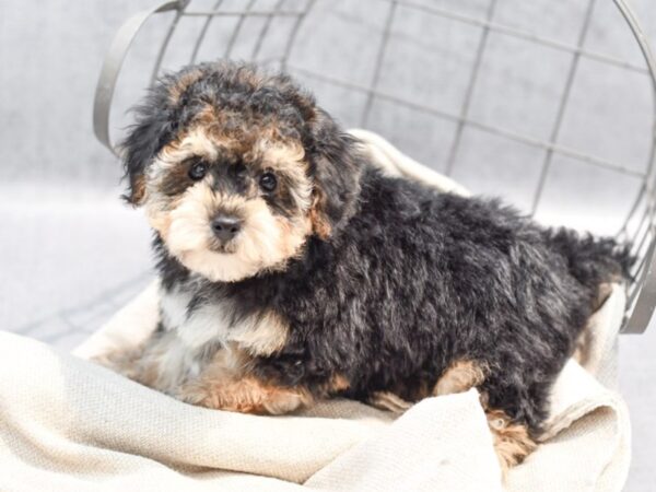 Yorkiepoo Dog Male Black / Tan 36428 Petland Novi, Michigan