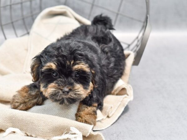 Yorkiepoo Dog Female Black / Tan 36429 Petland Novi, Michigan