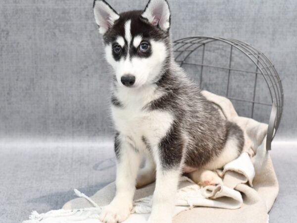 Siberian Husky Dog Male Black White / Silver 36430 Petland Novi, Michigan