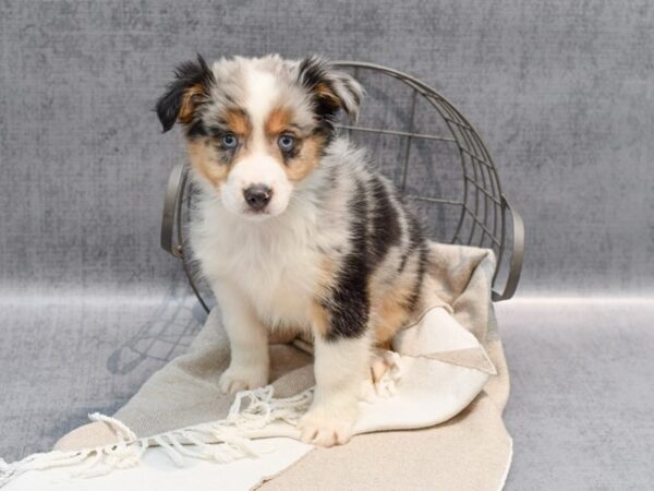 Miniature Australian Shepherd Dog Male Blue Merle 36433 Petland Novi, Michigan