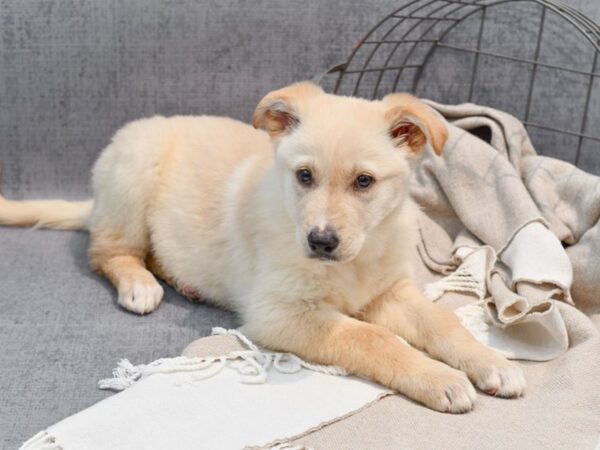 German Shepherd Dog-Dog-Female-Cream-36434-Petland Novi, Michigan