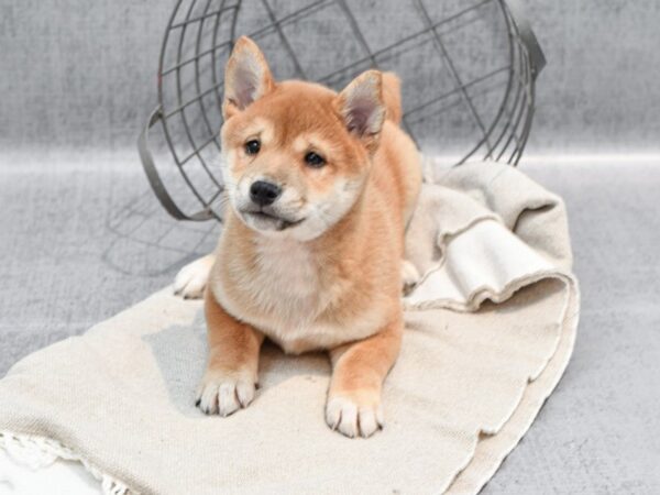 Shiba Inu Dog Male Red & White 36436 Petland Novi, Michigan