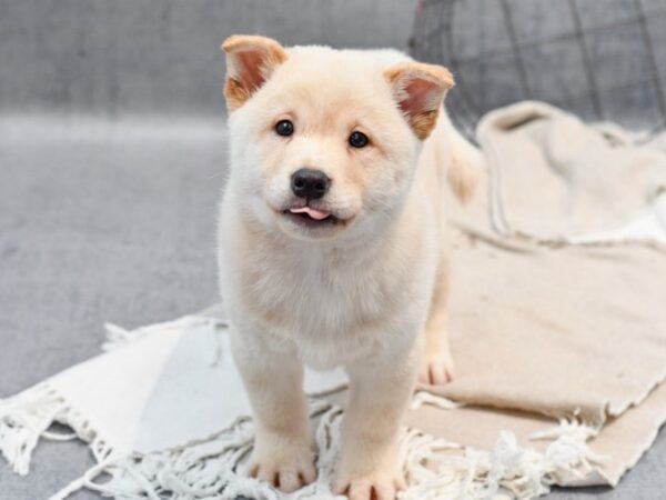 Shiba Inu-Dog-Male-Cream-36437-Petland Novi, Michigan