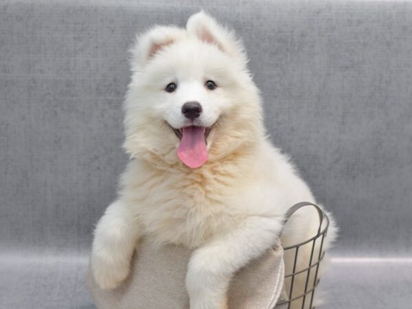 Samoyed Dog Female White 36438 Petland Novi, Michigan