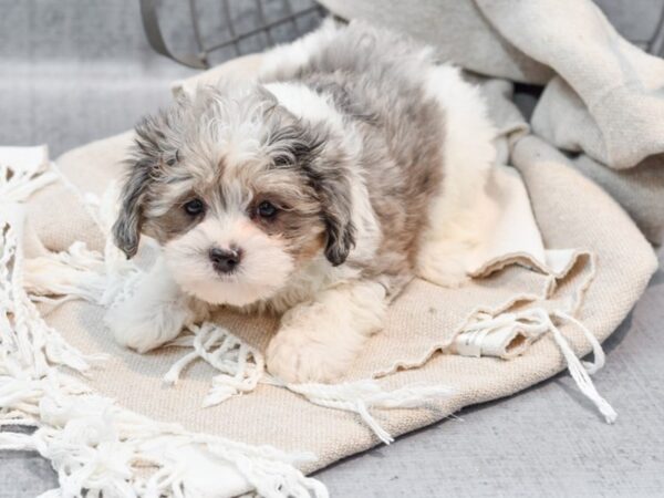 Daisy Dog-Dog-Male-Blue Merle & White-36439-Petland Novi, Michigan