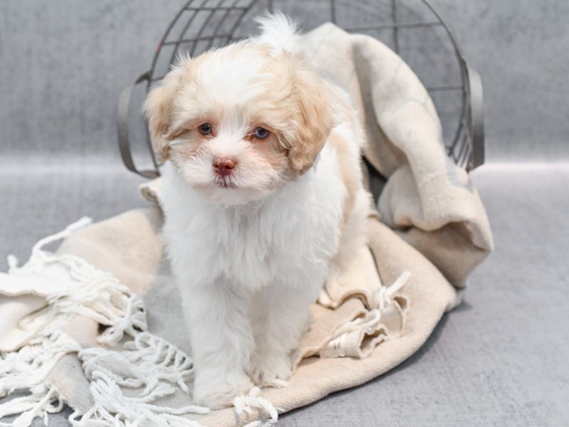 Daisy Dog - 36440 Image #1