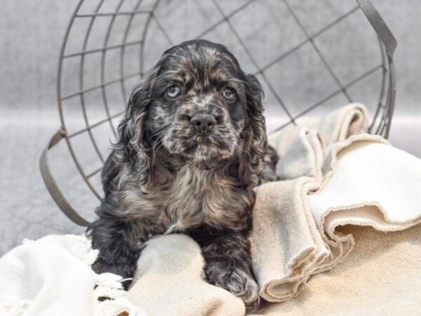 Cocker Spaniel Dog Female Blue Merle 36441 Petland Novi, Michigan