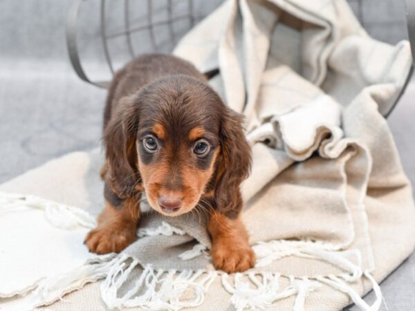 Dachshund Dog Male Chocolate & Tan 36442 Petland Novi, Michigan