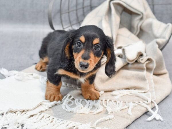 Dachshund Dog Male Black & Tan 36443 Petland Novi, Michigan