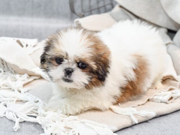 Shih Tzu Dog Male Brindle 36444 Petland Novi, Michigan