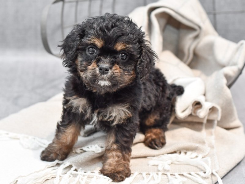 Cavalier/Teddy - 36446 Image #1