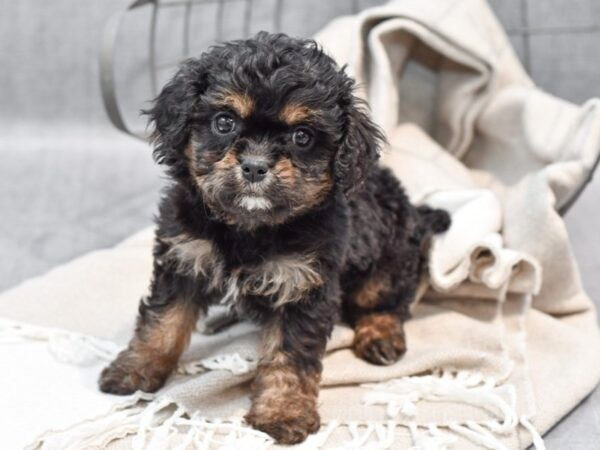 [#36446] Black & Tan Female Cavalier/Teddy Puppies For Sale