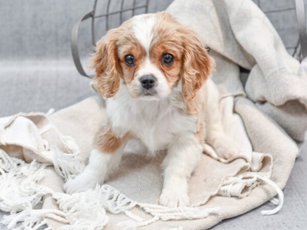 Cockalier-Dog-Male-Brown & White-36447-Petland Novi, Michigan