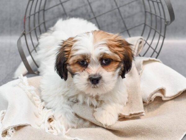 [#36448] Brindle & White Male Teddy Bear Puppies For Sale