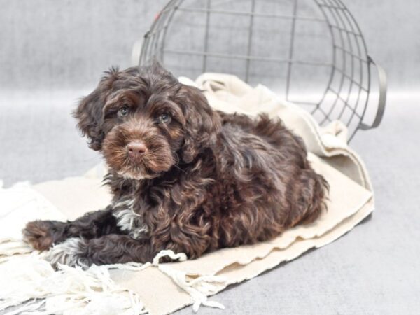 Portuguese Water Dog Dog Male Chocolate 36449 Petland Novi, Michigan